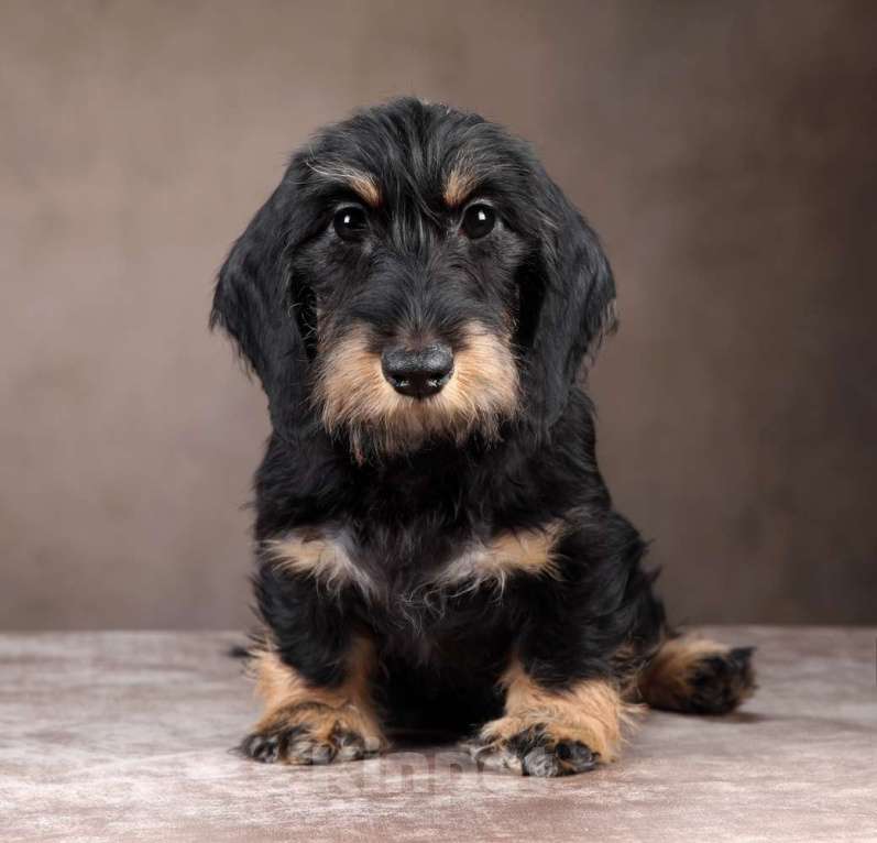 Собаки в Санкт-Петербурге: Кобель таксы миниатюрной жёсткошерстой  Мальчик, Бесплатно - фото 3