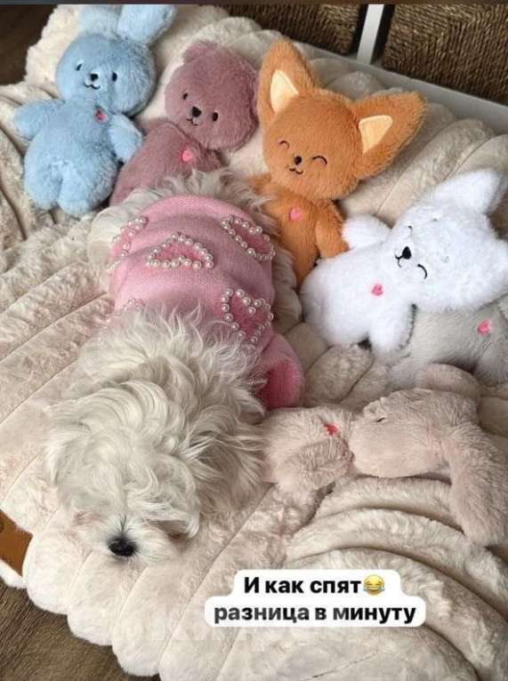 Собаки в Ставрополе: Продается(мальчик) Мальтийской болонки Мальчик, Бесплатно - фото 6