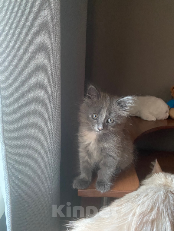 Кошки в Хабаровске: Котенок в добрые ручки Девочка, 1 руб. - фото 3
