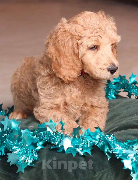 Собаки в Звенигороде: Девочка королевский пудель(красный ошейник) Девочка, 60 000 руб. - фото 3