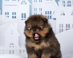 Собаки в Москве: Шпиц померанский настоящий Наполеон Мальчик, 80 000 руб. - фото 3