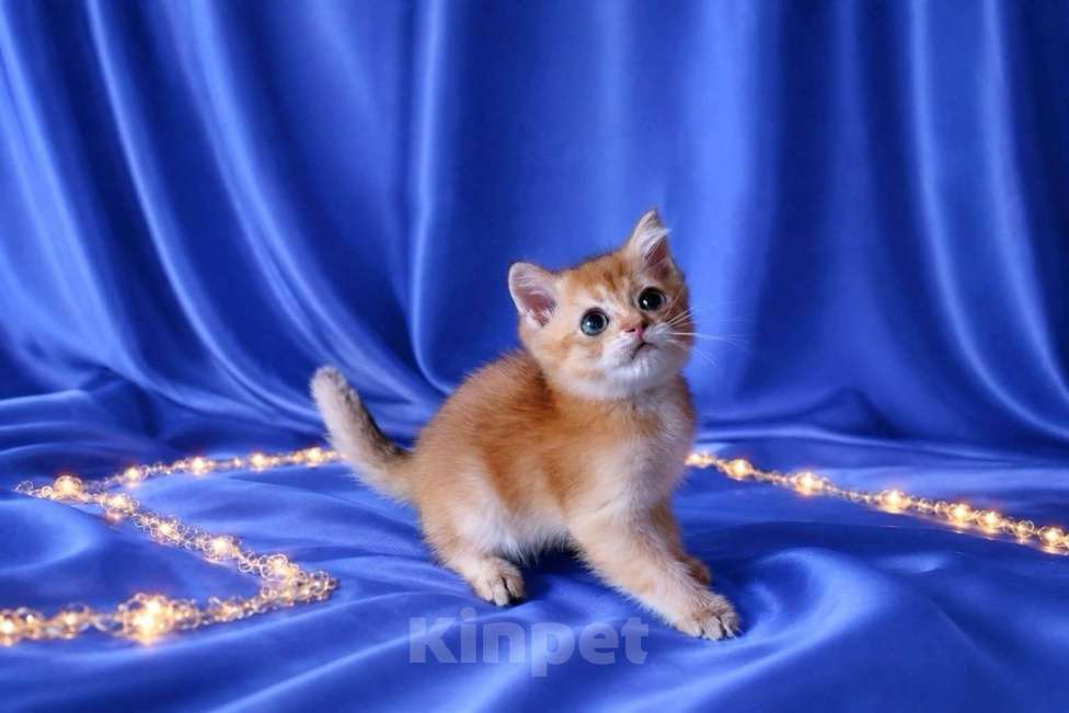 Кошки в Екатеринбурге: Шотландский котик. Мальчик, Бесплатно - фото 6