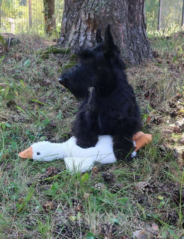 Собаки в Перми: Профессиональный питомник "Джойли Роджерс" предлагает щенка скотч-терьера Мальчик, 80 000 руб. - фото 2