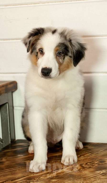 Собаки в других городах Московской области: Щенки Австралийской овчарки Девочка, 65 000 руб. - фото 6