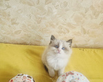 Кошки в Москве: Рэгдолл котик Мальчик, 95 000 руб. - фото 3