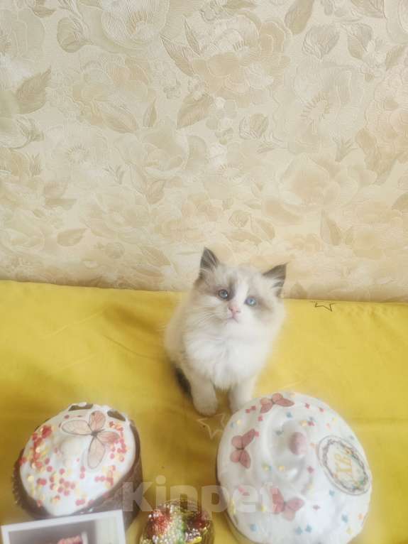 Кошки в Москве: Рэгдолл котик Мальчик, 95 000 руб. - фото 3