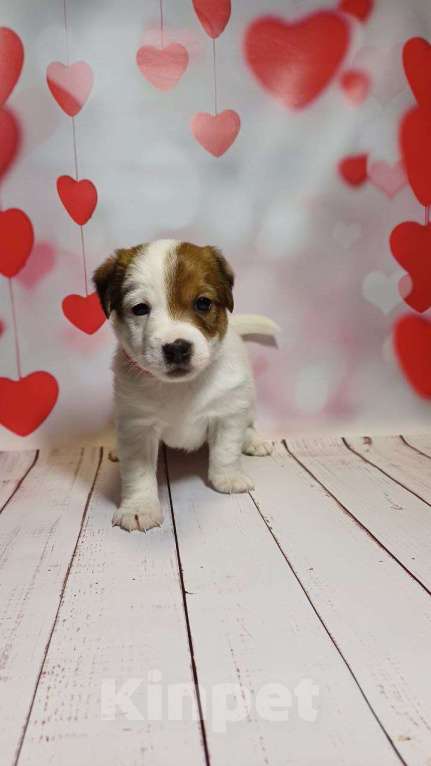 Собаки в Москве: Щенки Джек рассел терьер Мальчик, 25 000 руб. - фото 1