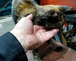 Кошки в Мурином: Отдам кошечку-подростка в добрые руки Девочка, Бесплатно - фото 3
