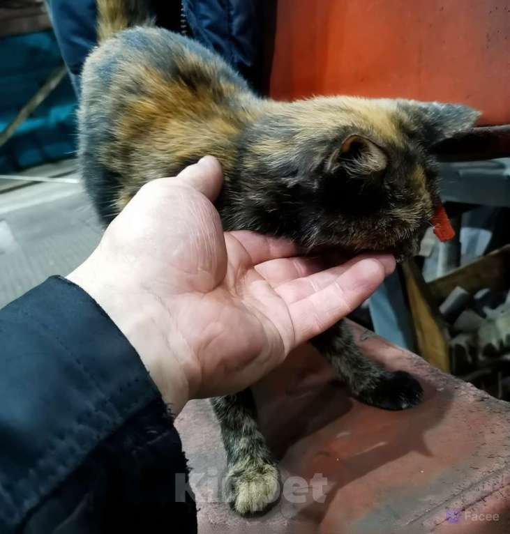 Кошки в Мурином: Отдам кошечку-подростка в добрые руки Девочка, Бесплатно - фото 3