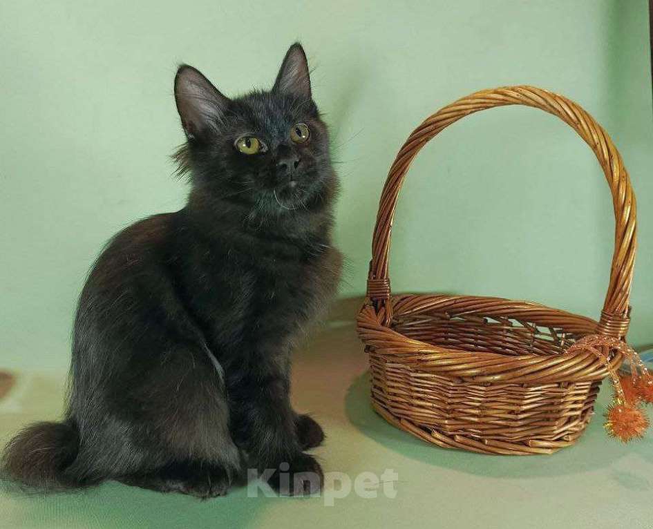 Кошки в Москве: Жгучая брюнетка кошечка курильский бобтейл Девочка, 50 000 руб. - фото 6