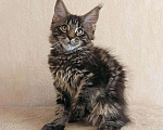 Кошки в Тюмени: Котята мейн-кун с документами Мальчик, 25 000 руб. - фото 9