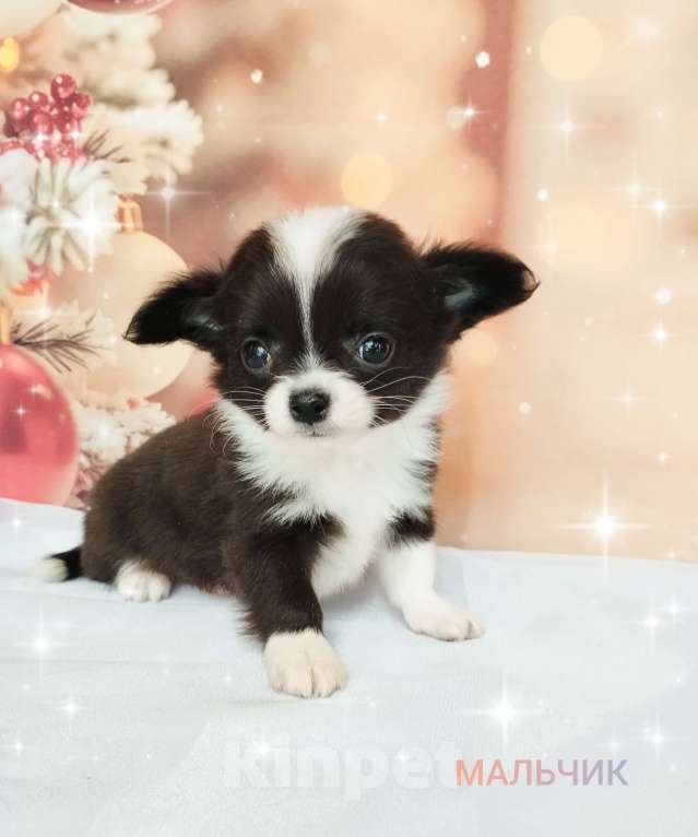 Собаки в Ногинске: Мальчик -зайчик  Мальчик, 40 000 руб. - фото 2