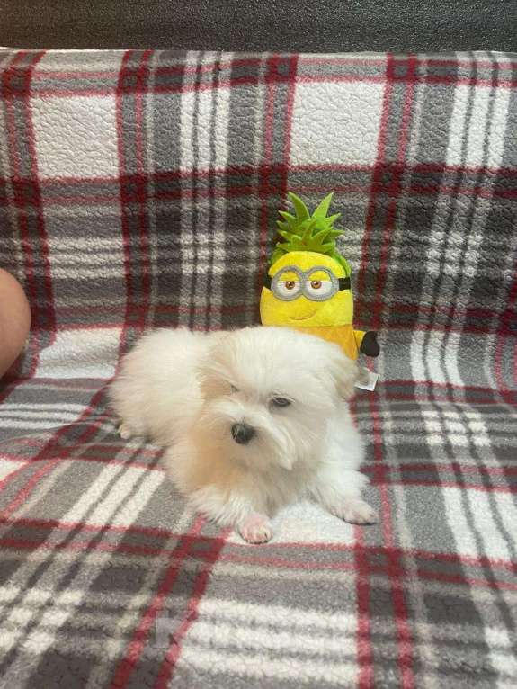 Собаки в Сургуте: Щенок Мальтезе мальчик 5 месяцев Мальчик, 100 000 руб. - фото 5