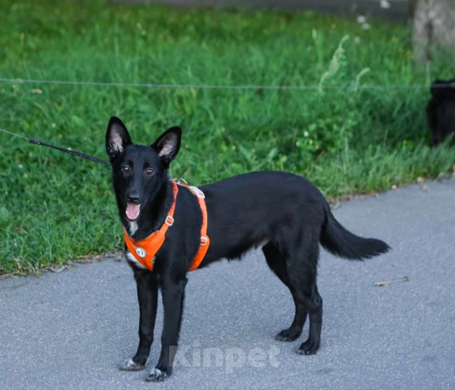 Собаки в Санкт-Петербурге:  Щенок Хаммер ищет дом! Мальчик, Бесплатно - фото 2
