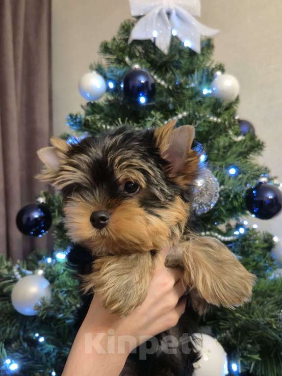 Собаки в Балашихе: Йоркширского терьера щенок Мальчик, Бесплатно - фото 3