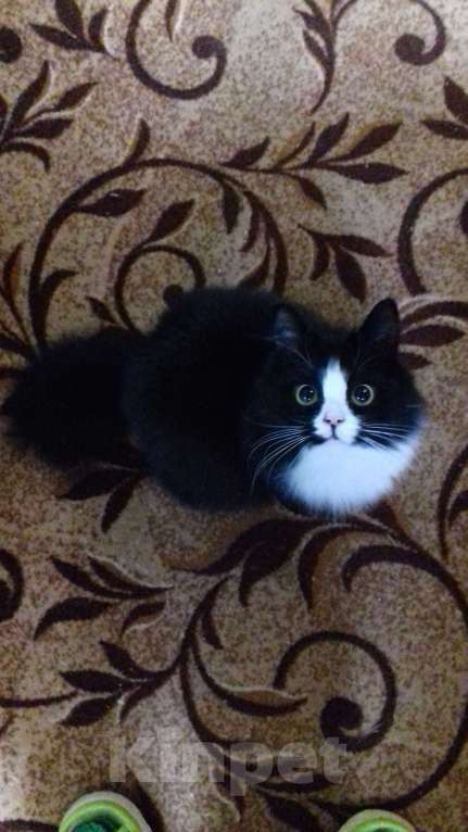 Кошки в Ульяновске: Пропала кошка в 2021 , просим вернуть за вознаграждение  Девочка, 500 руб. - фото 2