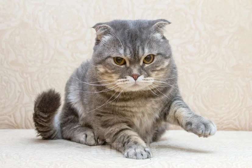 Кошки в Москве: Ищет дом плюшевый Зайка Мальчик, Бесплатно - фото 10