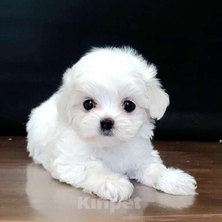 Собаки в Зеленограде: Мальтезе девочки Девочка, 100 000 руб. - фото 2