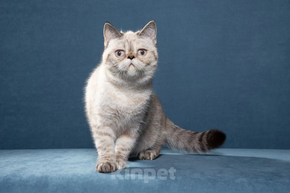 Кошки в Москве: Экзотические короткошерстные котята Экзоты Девочка, 30 000 руб. - фото 2