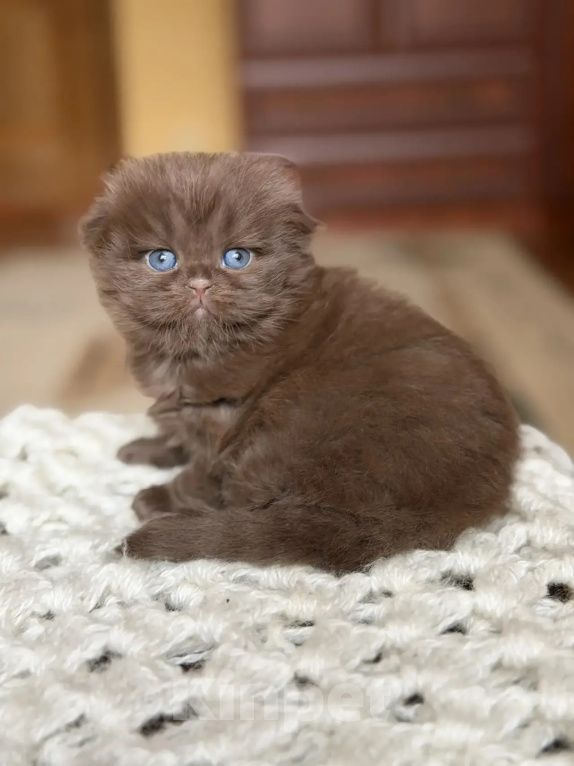 Кошки в Нижнем Новгороде: Шотландский вислоухий шоколадный котик Мальчик, 50 000 руб. - фото 2
