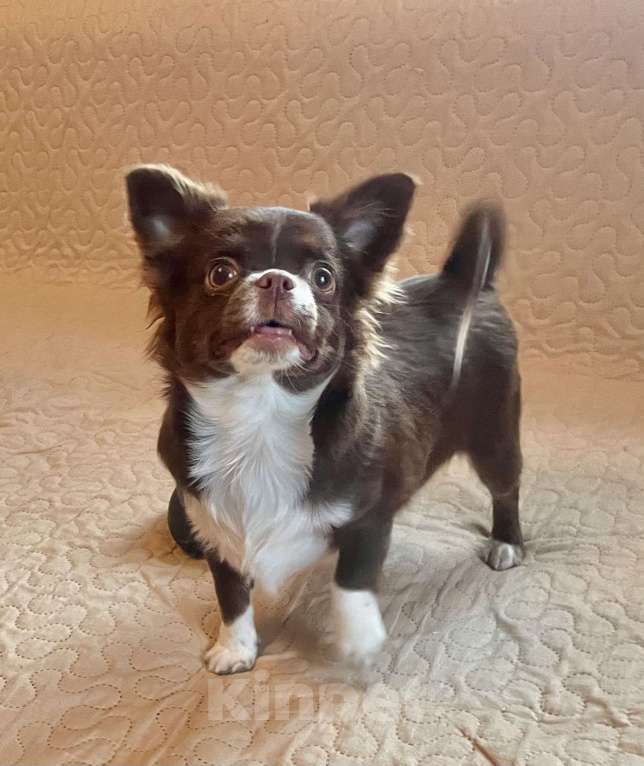 Собаки в Санкт-Петербурге: Шоколадная девочка чихуа Девочка, 60 000 руб. - фото 2