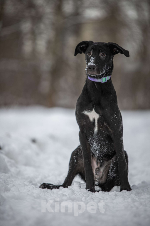Собаки в Москве: Здравствуйте. Это Макс.  Мальчик, Бесплатно - фото 4