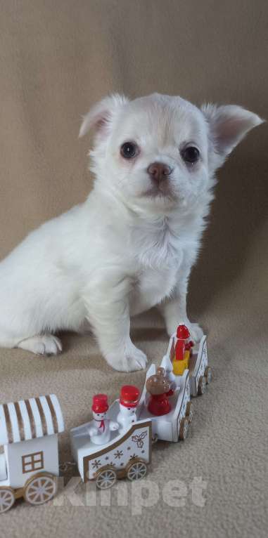 Собаки в Новосибирске: Чихуахуа снежная и очень нежная малышка Девочка, Бесплатно - фото 4