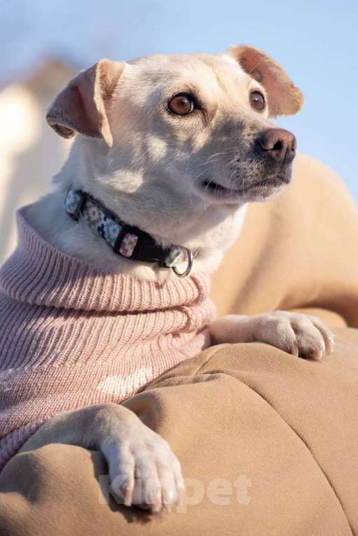 Собаки в Москве: Небольшая собачка Луна ищет дом! Девочка, Бесплатно - фото 8