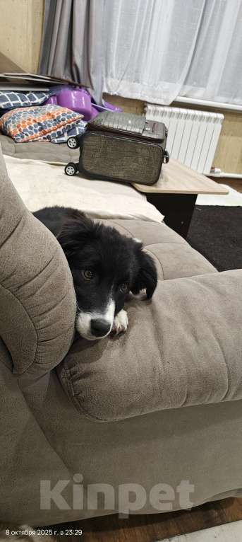 Собаки в Новосибирске: Щенки Бордер Колли  Девочка, 65 000 руб. - фото 5