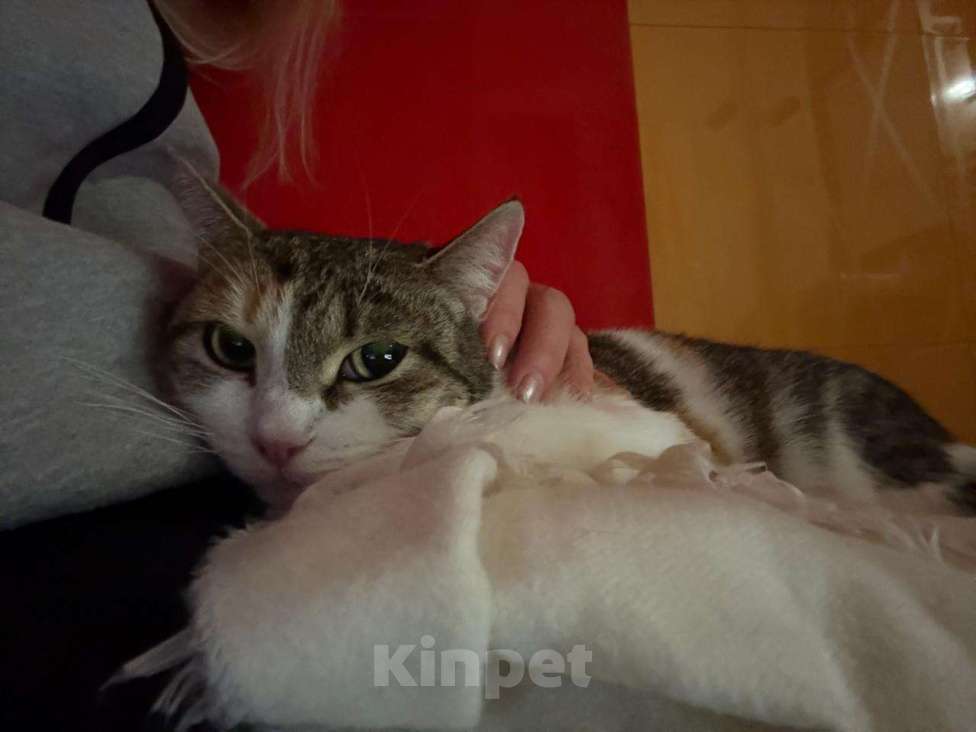 Кошки в Москве: Тургеневская потеряша в центре Девочка, Бесплатно - фото 6