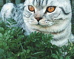 Кошки в Курске: Вязка кота, 900 руб. - фото 1