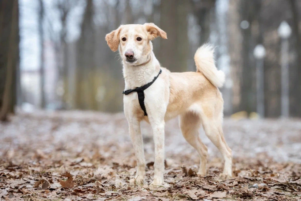 Собаки в Москве: Красавица и умница Юна Девочка, Бесплатно - фото 4