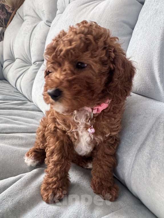 Собаки в Москве: Той пудель девочка 🩷 Девочка, 80 000 руб. - фото 1