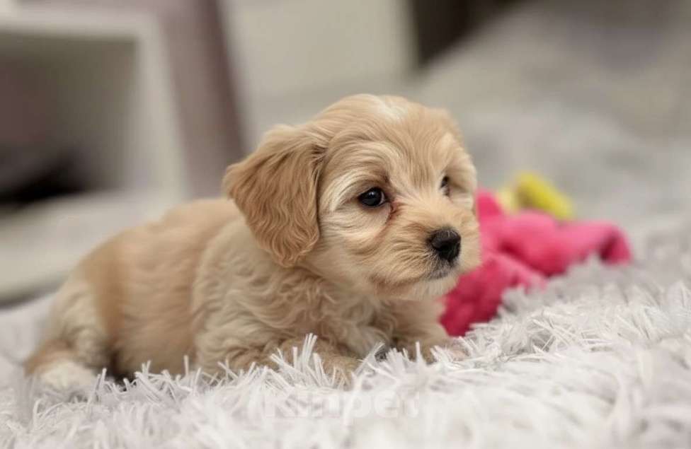 Собаки в Москве: Мальтипу F1 премиум мини Девочка, 150 000 руб. - фото 2