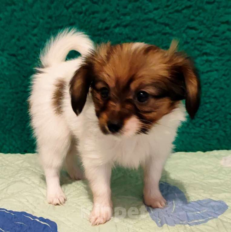 Собаки в Брянске: Девочки Папийона Девочка, 20 000 руб. - фото 2