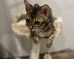 Кошки в Одинцово: Бенгальский котёнок (5 месяцев) Девочка, Бесплатно - фото 1