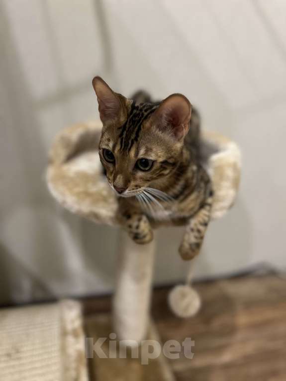 Кошки в Одинцово: Бенгальский котёнок (5 месяцев) Девочка, Бесплатно - фото 1
