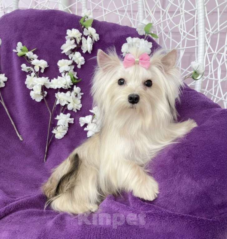 Собаки в Москве: Золотой йорк мини девочка подрощенная Девочка, 80 000 руб. - фото 1