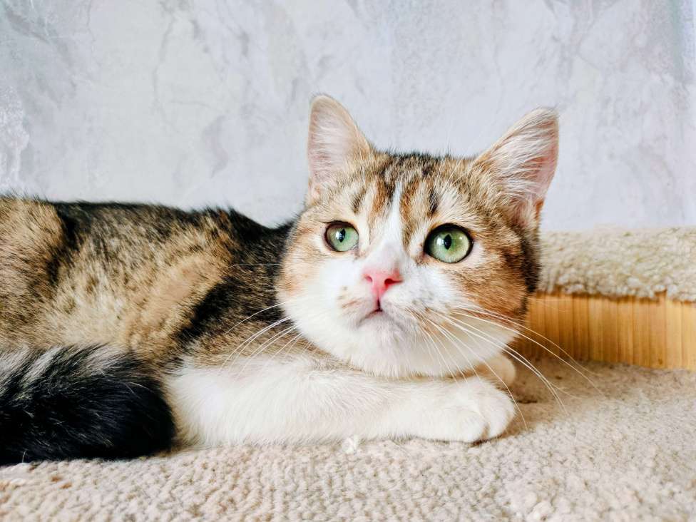 Кошки в Воронеже: Британская девочка Девочка, 25 000 руб. - фото 6