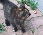 Кошки в Ногинске: Я ищу тебя ...... Девочка, Бесплатно - фото 4