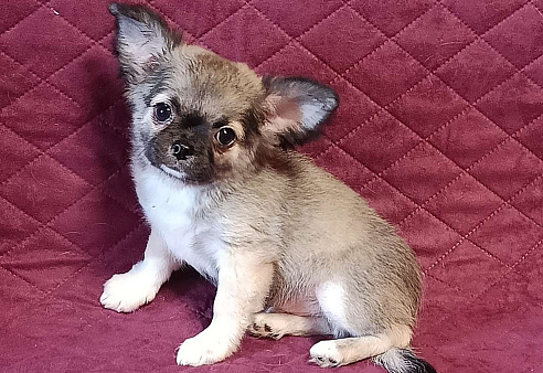 Красавчик соболек 