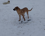Собаки в Краснодаре: отдам щенка в добрые руки бесплатно Девочка, 1 руб. - фото 5