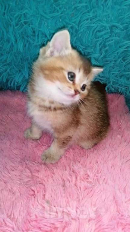 Кошки в Москве: Шотландские котята шиншилла  Девочка, 20 000 руб. - фото 2