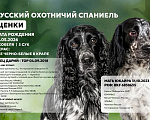 Собаки в Волгограде: Щенки плроды Русский охотничий спаниель Разнополые, 40 000 руб. - фото 1