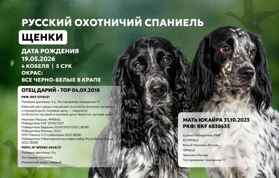 Собаки в Волгограде: Щенки плроды Русский охотничий спаниель Разнополые, 40 000 руб. - фото 1