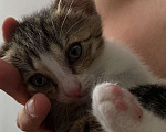 Кошки в Екатеринбурге: Котенок (1 месяц) ищем любящую семью  Мальчик, Бесплатно - фото 3