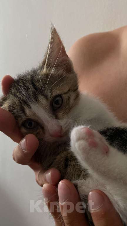Кошки в Екатеринбурге: Котенок (1 месяц) ищем любящую семью  Мальчик, Бесплатно - фото 3