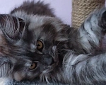 Кошки в Балашихе: Котята Мейн-Куна Девочка, Бесплатно - фото 3