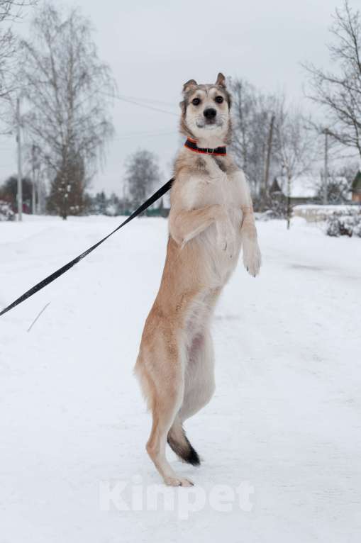 Собаки в Ногинске: Харизма, ум и манеры. Ваша будущая лучшая подруга уже здесь! Девочка, Бесплатно - фото 8