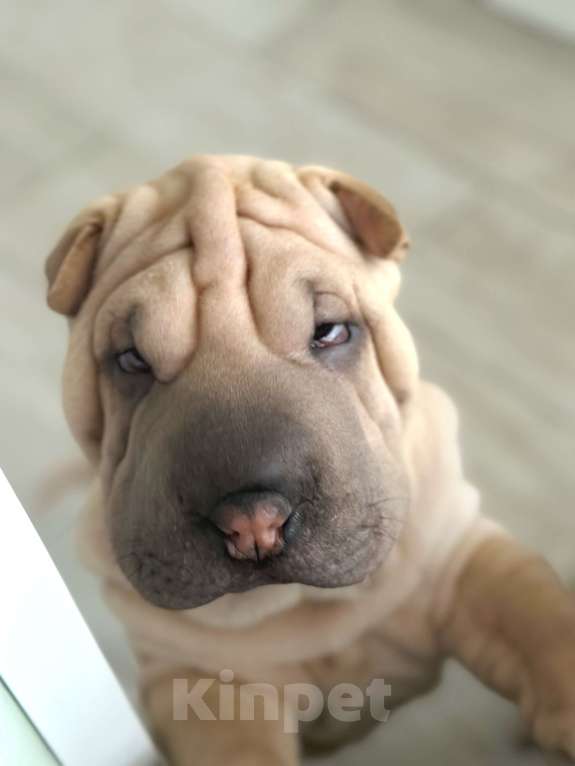 Собаки в Краснодаре: Щенки шарпея Мальчик, 25 000 руб. - фото 1